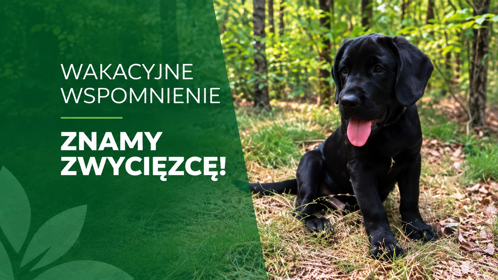 Rozstrzygnięcie konkursu